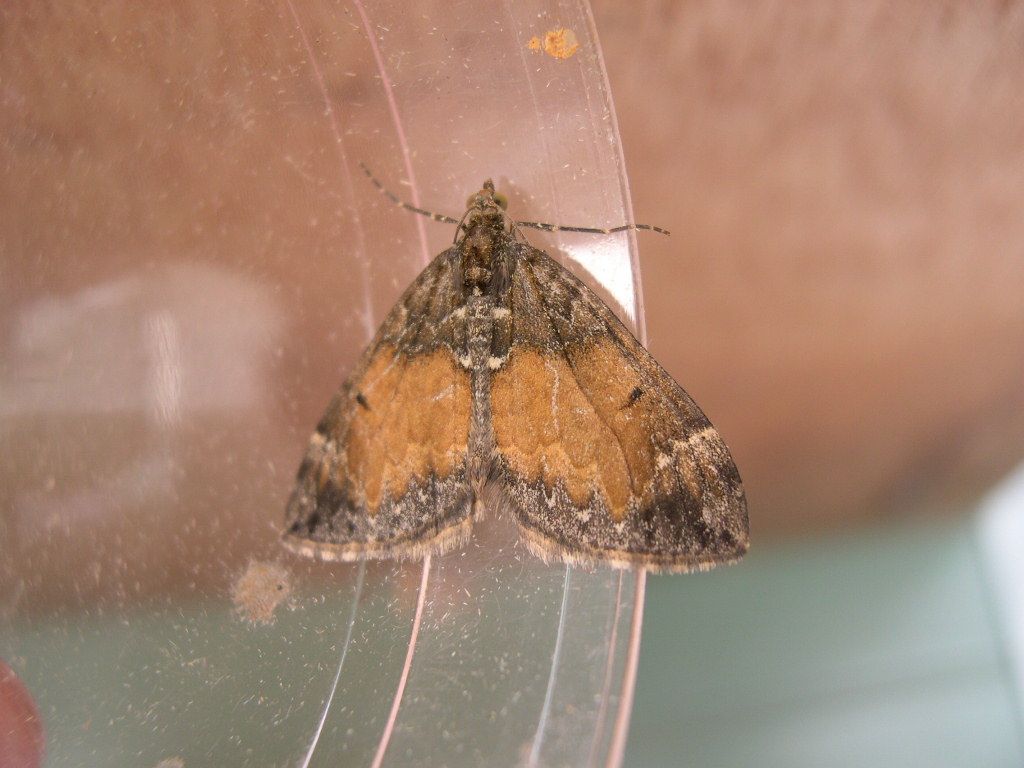 Common Marbled Carpet